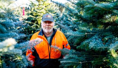 Plast får skulda for sviktande juletresal – NRK Vestfold og Telemark – Lokale nyheter, TV og radio