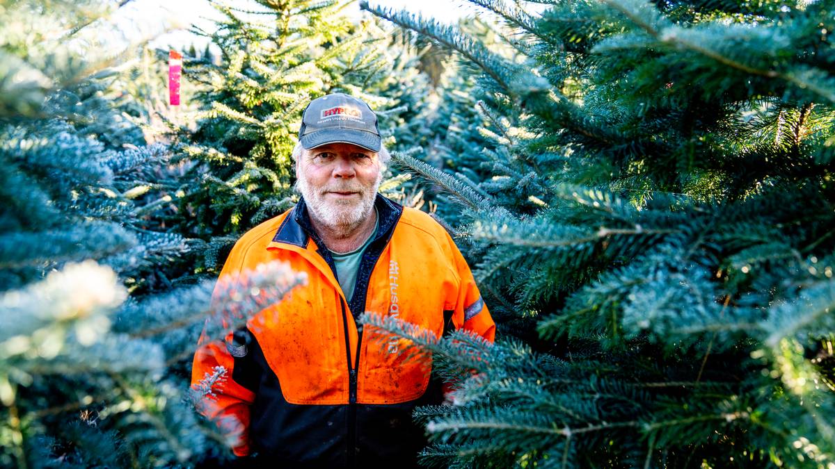 Plast får skulda for sviktande juletresal – NRK Vestfold og Telemark – Lokale nyheter, TV og radio