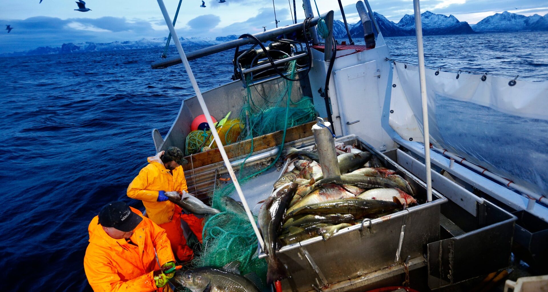 Torsk, Fiskeri | Russland-konflikt om torsk: Varsler ekstreme prishopp
