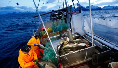 Torsk, Fiskeri | Russland-konflikt om torsk: Varsler ekstreme prishopp