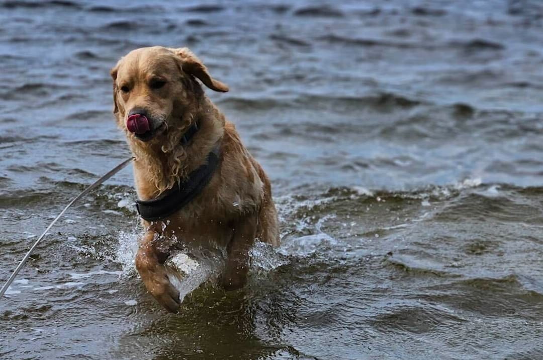 Max (2) ble skremt av fyrverkeri i Arendal – funnet død