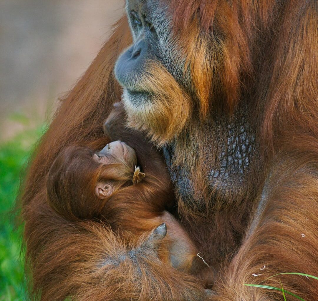 Flom i Indonesia kan utrydde truede orangutanger