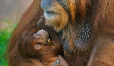 Flom i Indonesia kan utrydde truede orangutanger