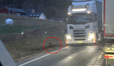 Denne elgen førte til lang kø på E6 - adressa.no