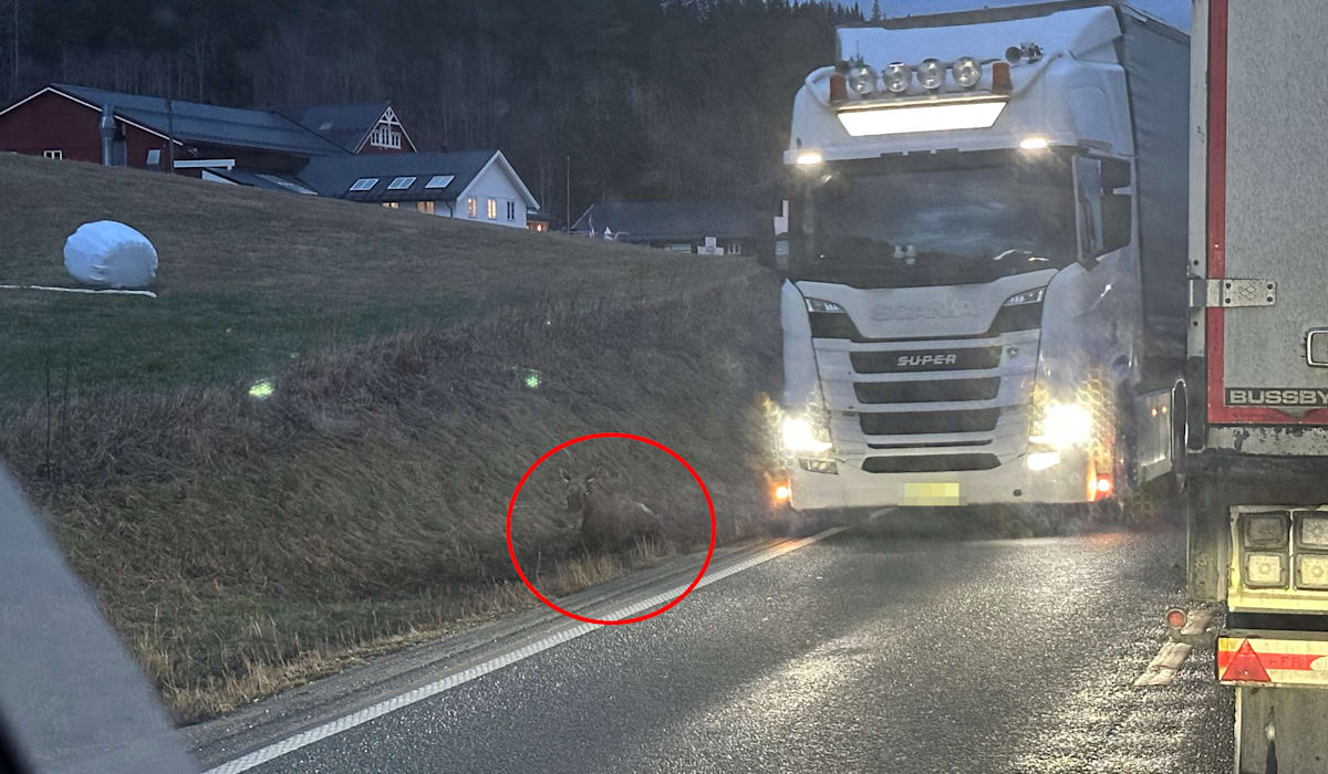 Denne elgen førte til lang kø på E6 - adressa.no
