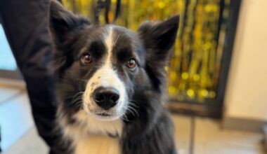 Whisky danket ut konkurrentene – ble «Årets tromsøværing»