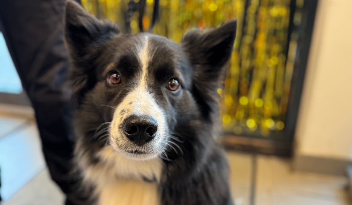 Whisky danket ut konkurrentene – ble «Årets tromsøværing»