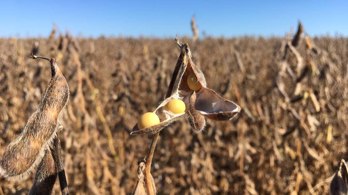 Reddet regnskog fra matproduksjon – nå kan «suksessordningen» ryke – NRK Norge – Oversikt over nyheter fra ulike deler av landet