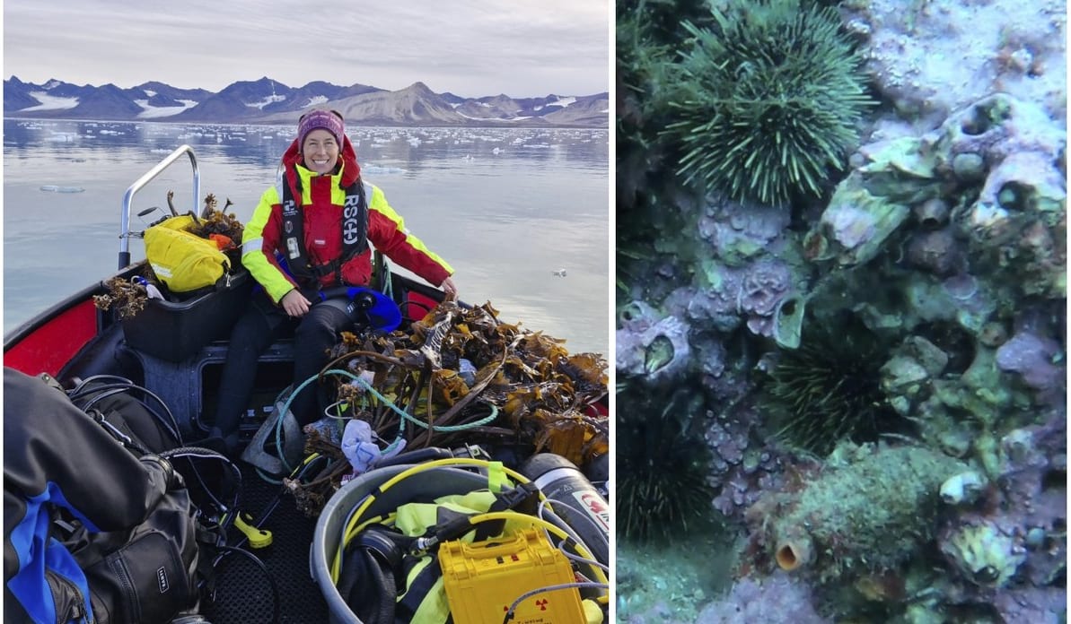 Glupske kråkeboller kryper nordover - ht.no