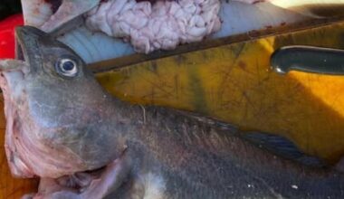 - Katastrofale konsekvenser