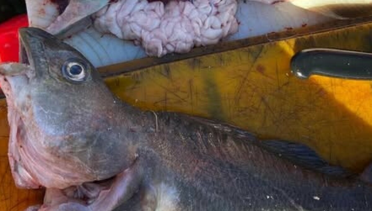 - Katastrofale konsekvenser