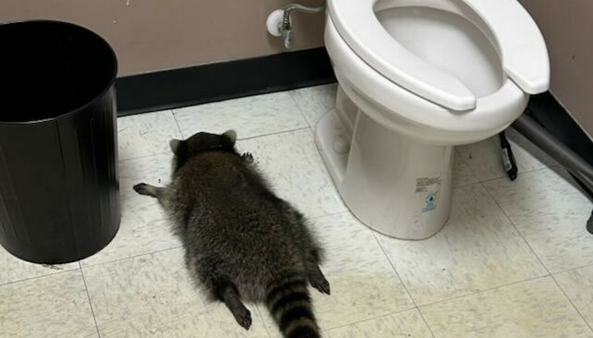 Beruset vaskebjørn funnet på toalett i Virginia spritbutikk