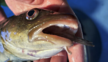 - Ikke sikkert torsken kommer tilbake