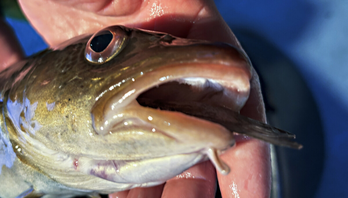 - Ikke sikkert torsken kommer tilbake