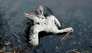 Døde storker ved Manzanares: Fugleinfluensa bekreftet i Madrid