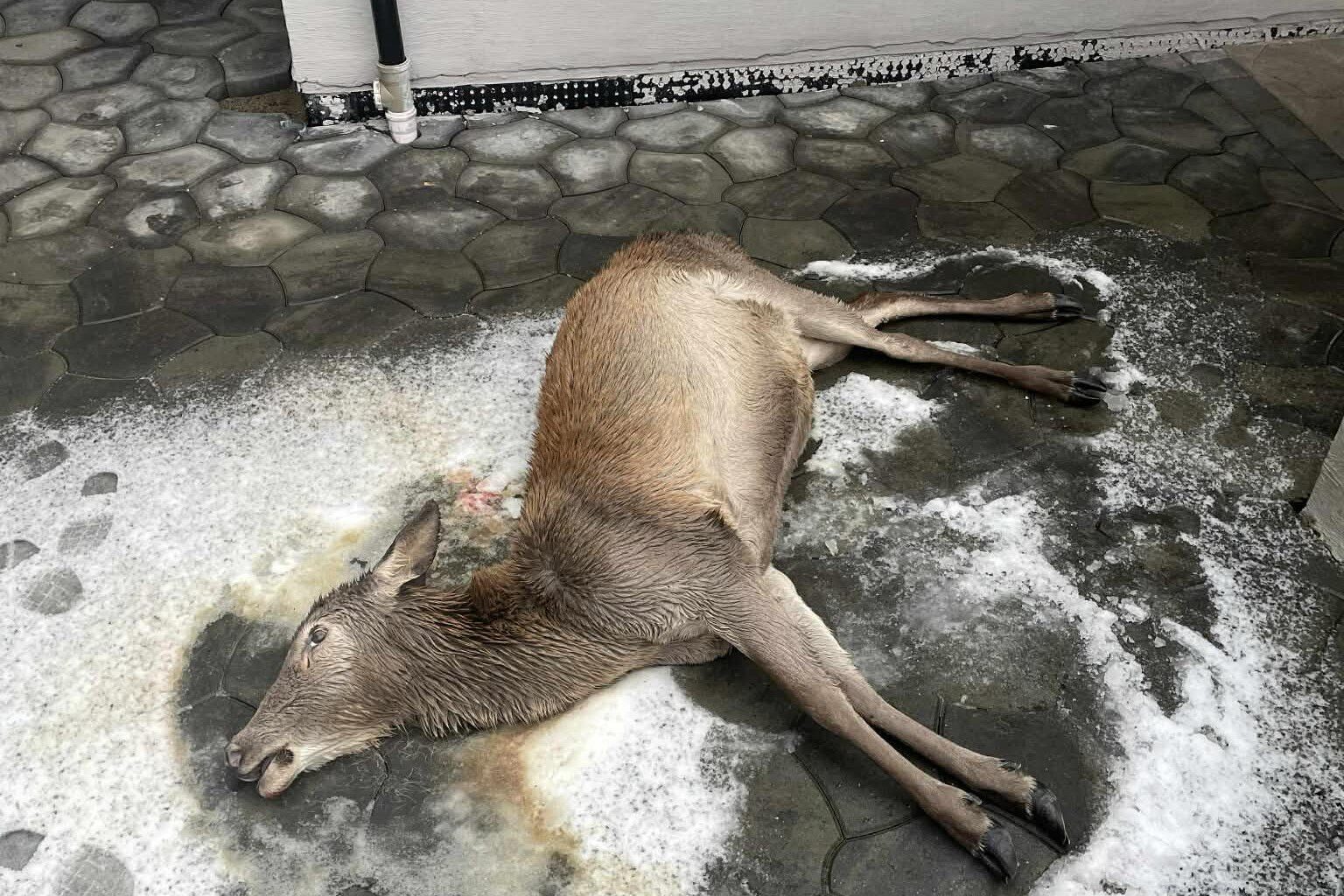 Surnadal, Vilt | Våknet til en overraskelse: – Gubben trodde ikke på meg