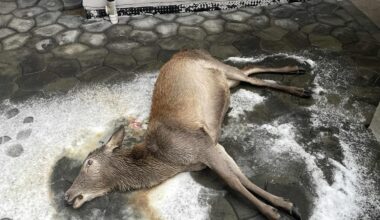 Surnadal, Vilt | Våknet til en overraskelse: – Gubben trodde ikke på meg