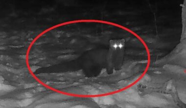 Ikke sett på hundre år