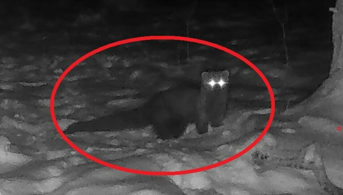 Ikke sett på hundre år