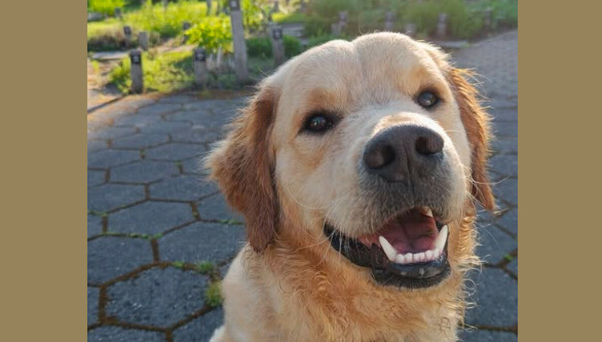 - Ble livredd og døde