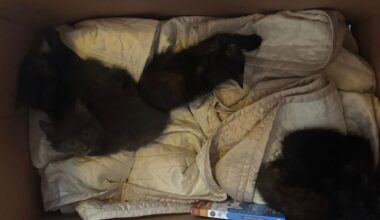 Fann fem små kattungar i ei pappeske - sunnhordland.no