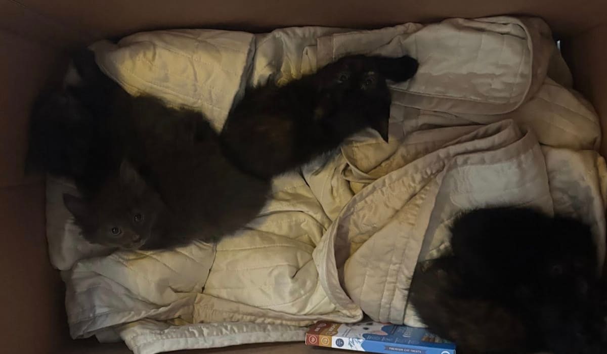 Fann fem små kattungar i ei pappeske - sunnhordland.no