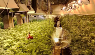 Cannabisplantasje Indre Fosen