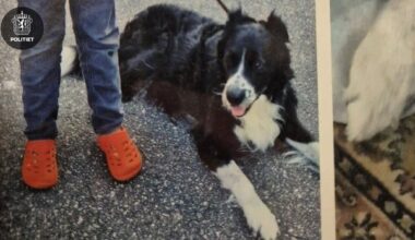 Etterlysning, Hund | Hunden Bamse (15) frastjålet: – Har du opplysninger så ringer du politiet