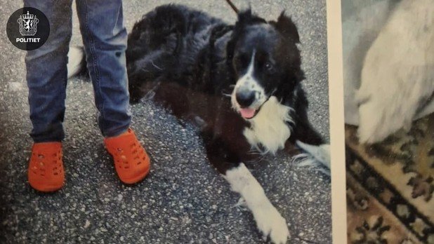 Etterlysning, Hund | Hunden Bamse (15) frastjålet: – Har du opplysninger så ringer du politiet