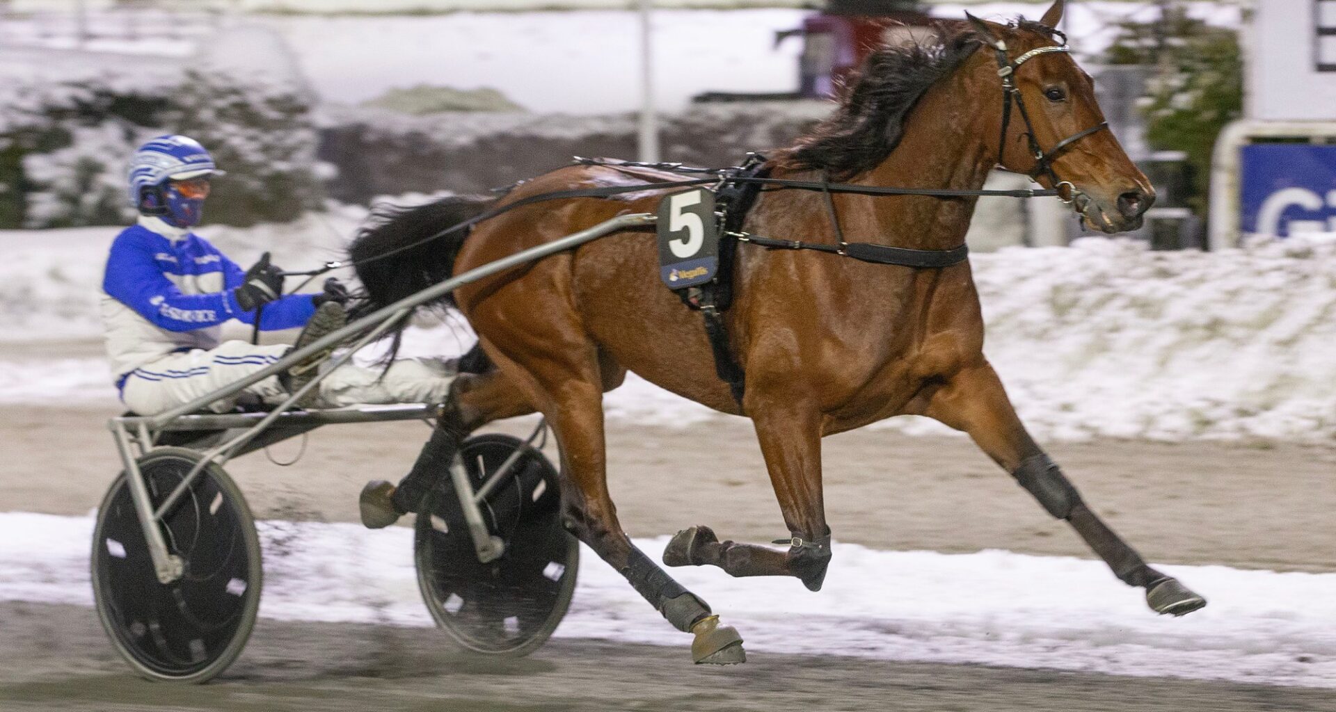 Canopus ringer julen inn