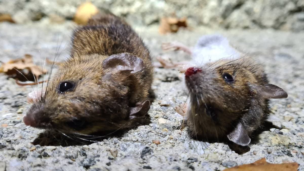 Slik kjenner du igjen sjukdommen – NRK Sørlandet – Lokale nyheter, TV og radio