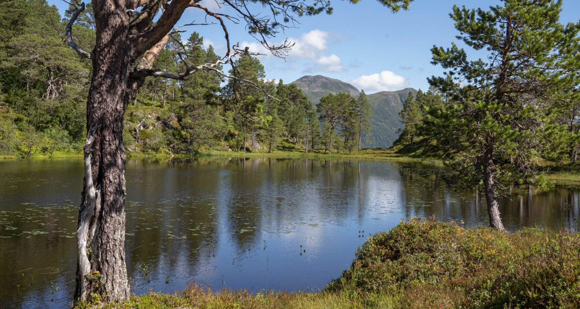 Skogvern, Sunndal | 12–13 kvadratkilometer skog på Nordmøre blir naturreservater