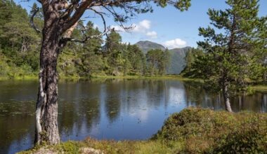 Skogvern, Sunndal | 12–13 kvadratkilometer skog på Nordmøre blir naturreservater