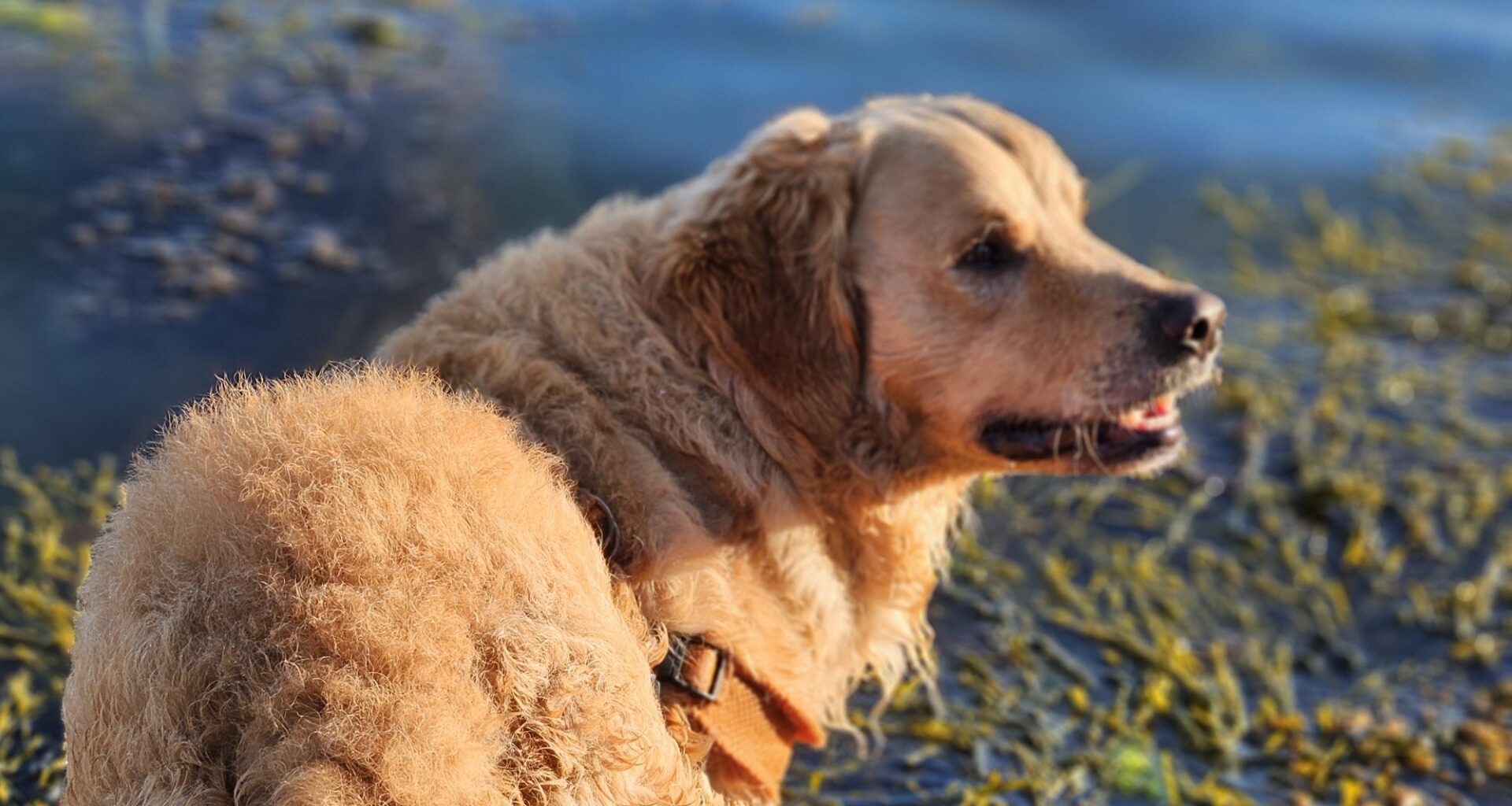 Fyrverkeri, Kjæledyr | Hunden Max funnet død på Buøya i Arendal – skremt av fyrverkeri