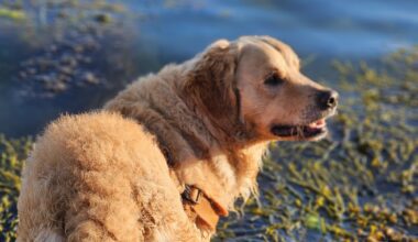 Fyrverkeri, Kjæledyr | Hunden Max funnet død på Buøya i Arendal – skremt av fyrverkeri