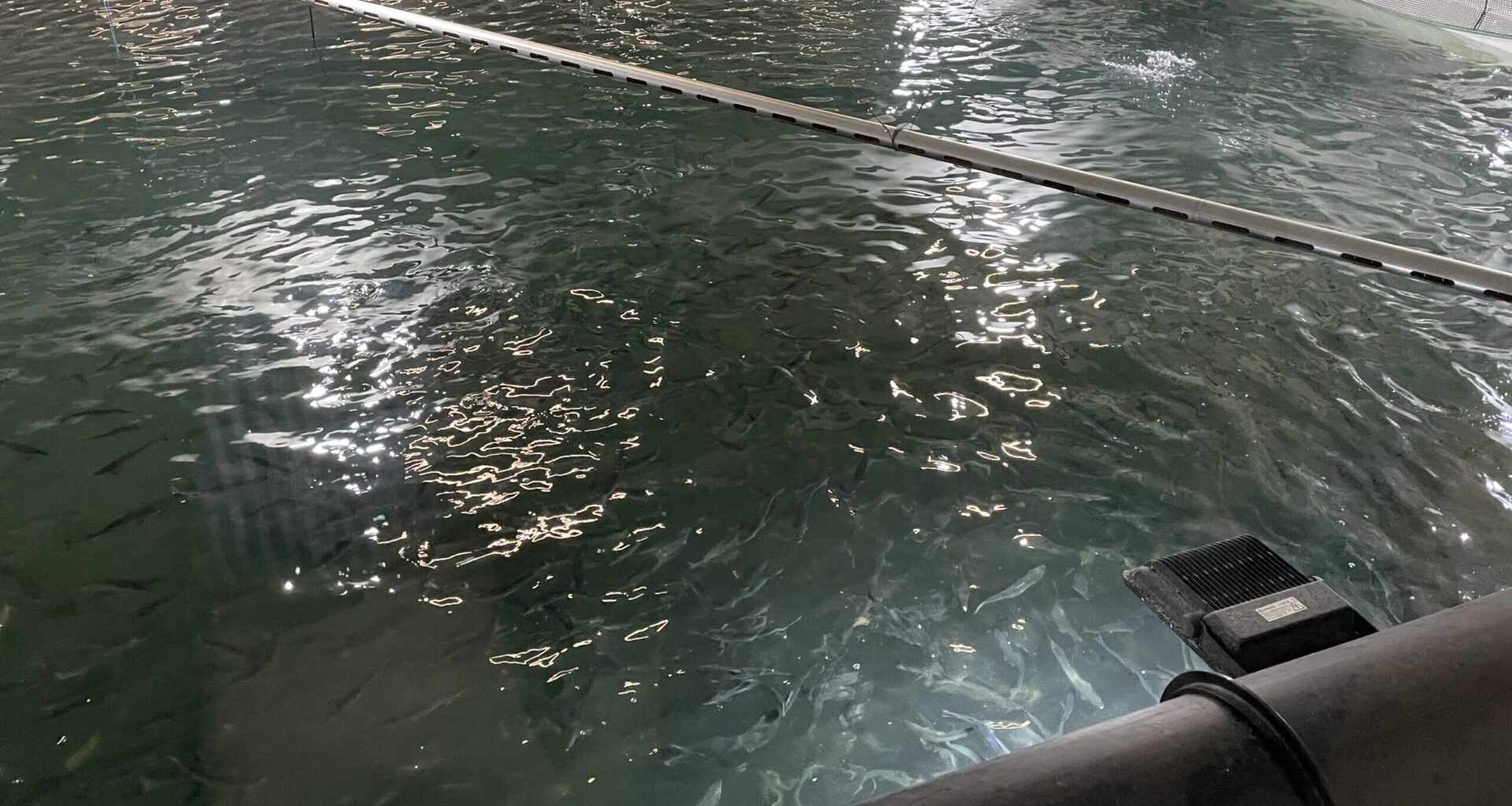 Grieg Seafood satser på AI-basert sortering av laks