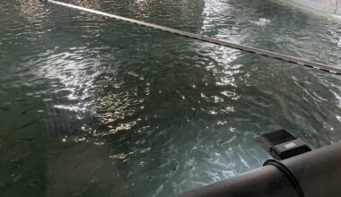 Grieg Seafood satser på AI-basert sortering av laks