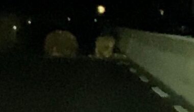 Nyhende, Kinsarvik | Ble møtt av steinras på riksveg 13: – Trodde det var dyr