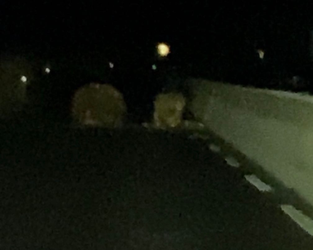 Nyhende, Kinsarvik | Ble møtt av steinras på riksveg 13: – Trodde det var dyr