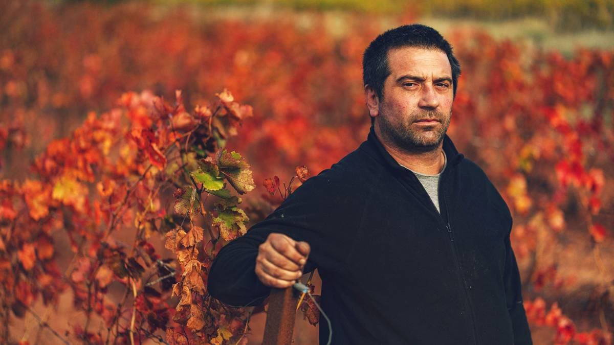 Franske vinbønder i krise – vurderer å slutte – NRK – Klima