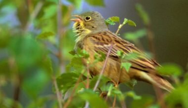 Fuglearten Hortulan er truleg døydd ut i Noreg