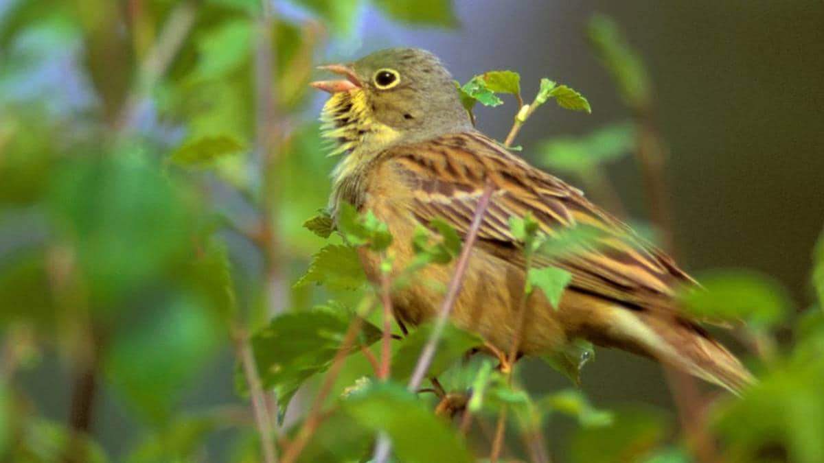 Fuglearten Hortulan er truleg døydd ut i Noreg