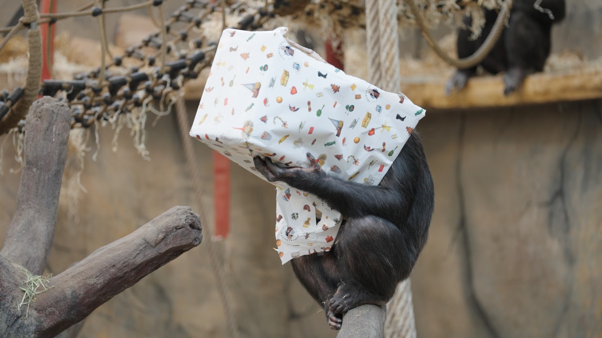 Julius pakker opp stor gave på 46-årsdagen sin