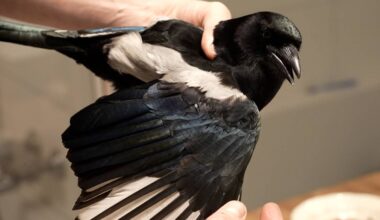 En person holder en svart og hvit fugl, sannsynligvis en skjære, i hånden. Fuglen har fargerik fjærdrakt med skinnende blå og svarte toner. Bakgrunnen er uskarp og minimal, noe som fremhever fuglen. Bildet viser et nært bånd mellom personen og dyret. (Bildebeskrivelsen er laget av en KI-tjeneste)