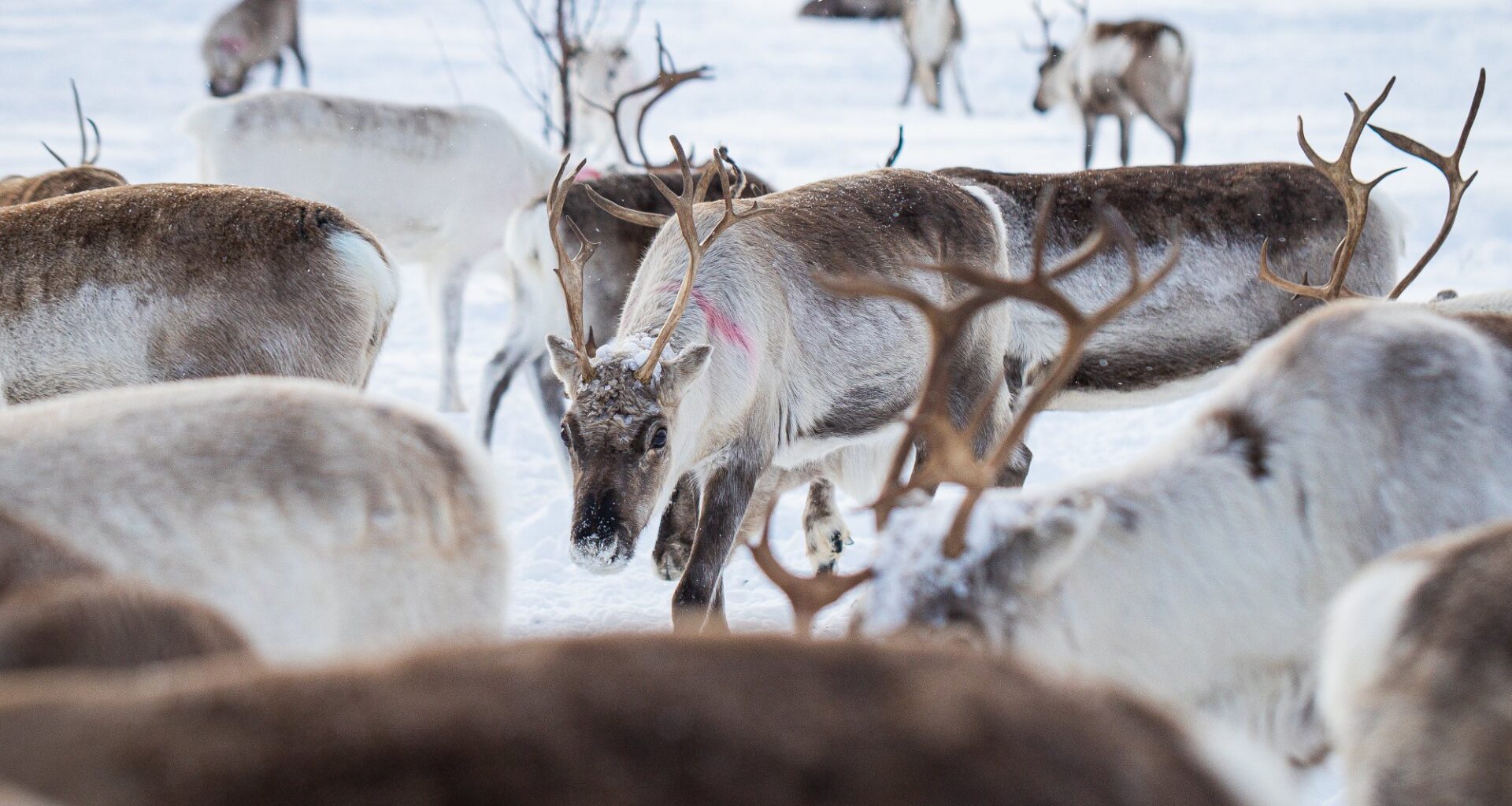 Debatt, Reindrift | Er den reindriftsamiske reindriften økonomisk bærekraftig?