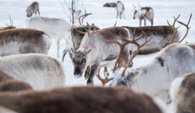 Debatt, Reindrift | Er den reindriftsamiske reindriften økonomisk bærekraftig?