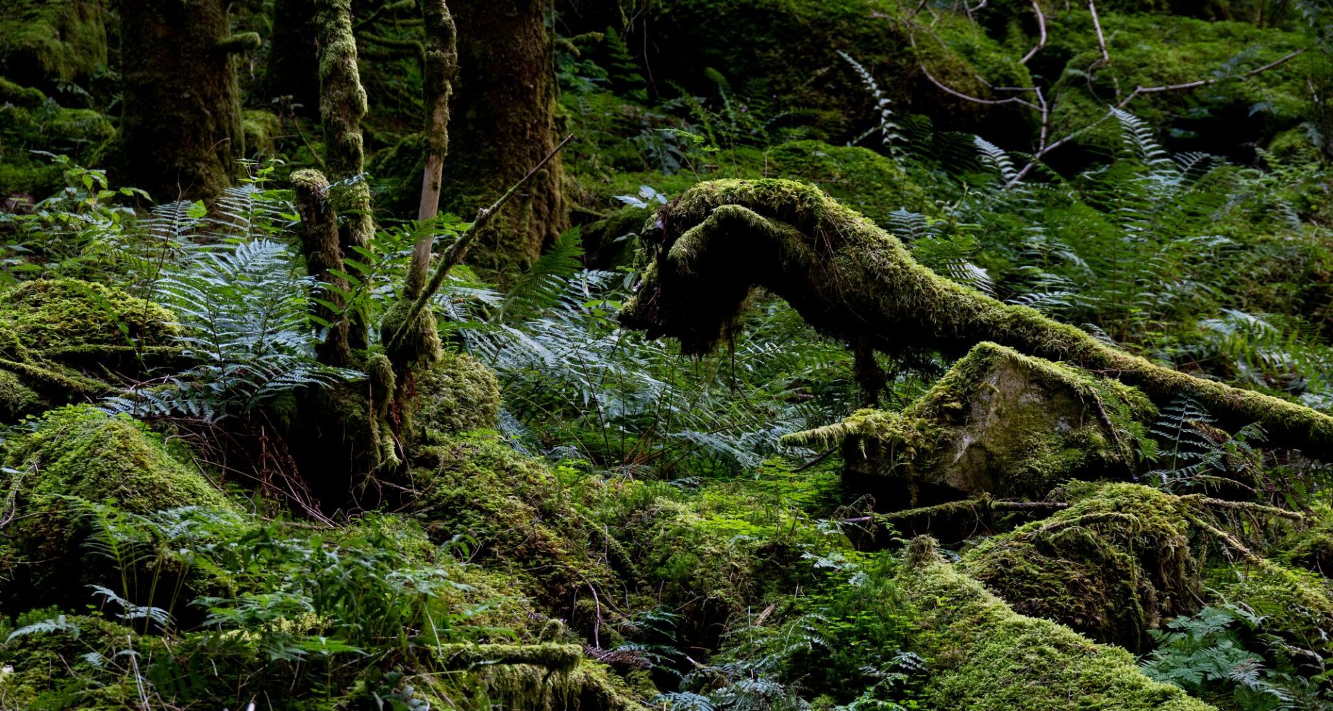 Skogvern, Miljø | Flere norske skogområder vernes: – 1330 truede arter
