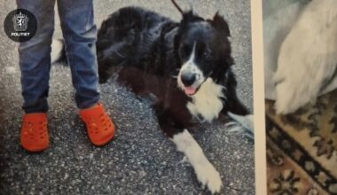 Oslo, Hund | Politiet leter fortsatt etter den stjålne hunden Bamse i Oslo