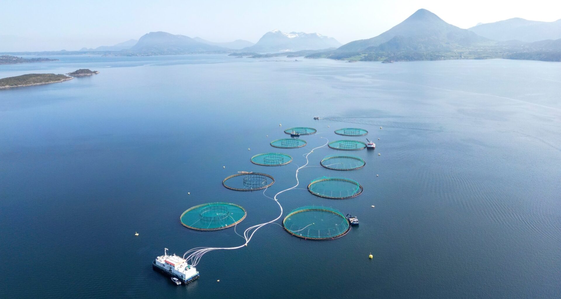 Økonomi og næringsliv, Havbruk | Lakseskatten har bare gitt en brøkdel av ventede inntekter