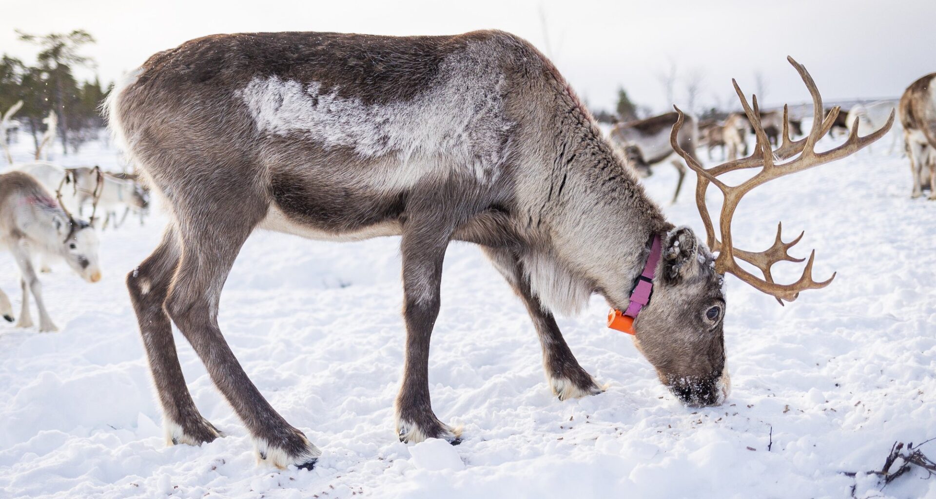 Reindrift, Samisk kultur | Bunnår for norsk reindrift: Reddes av rekordstore overføringer
